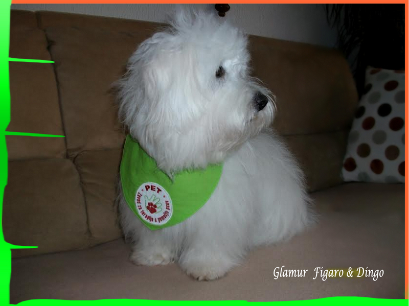 Coton de Tulear